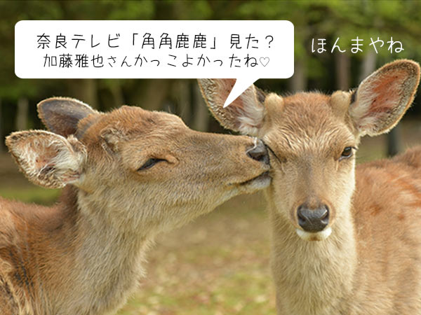 3/6TV紹介「加藤雅也の角角鹿鹿」