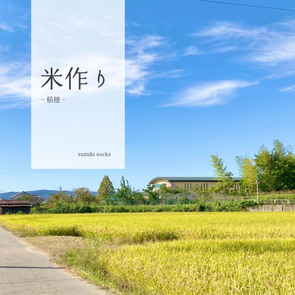 米作り　－稲穂－