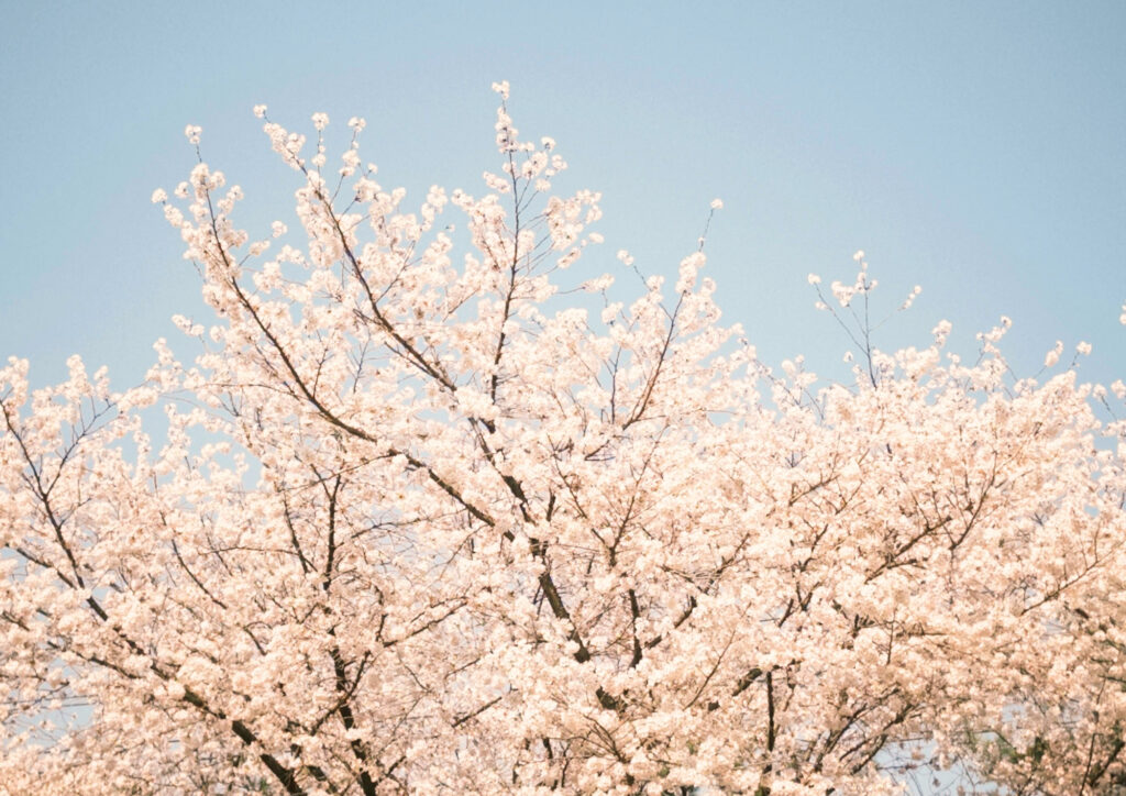 卒業式の朝、あなたはどんな靴下を履いていましたか