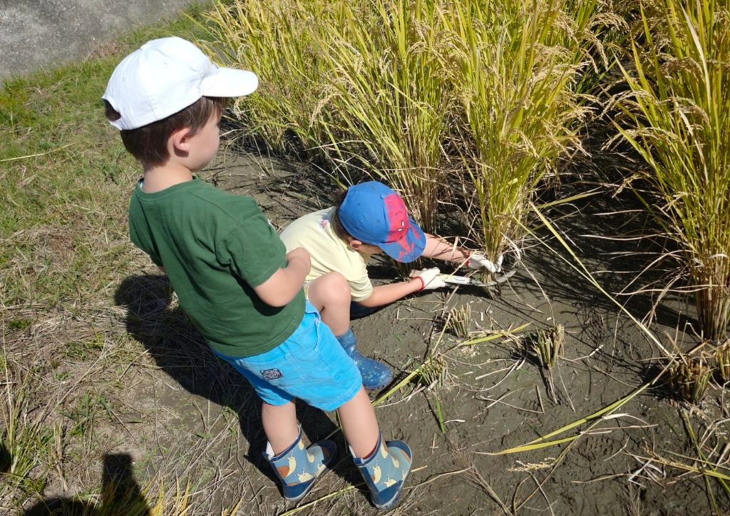 奈良県三宅町の田んぼで鎌を使って稲刈りをする子どもたち